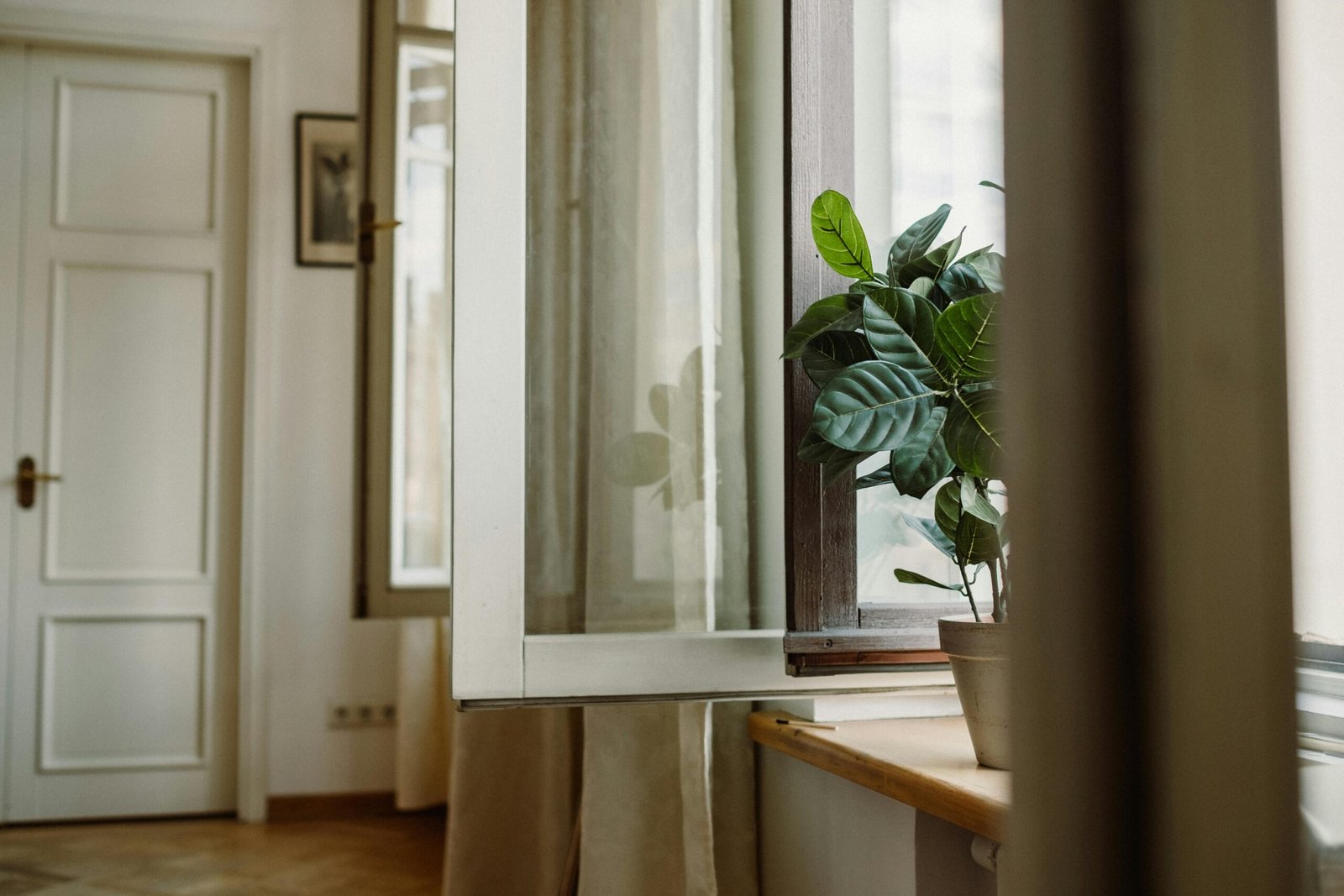 A Plant Placed On the Window