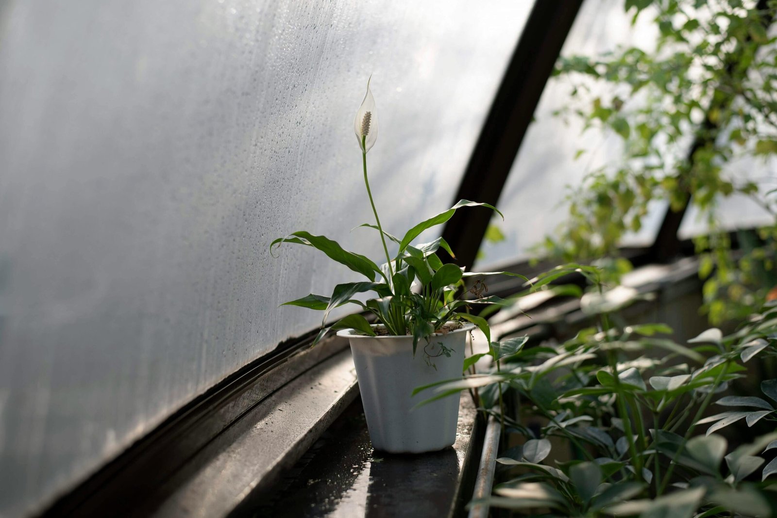 Green Plant On White Pot