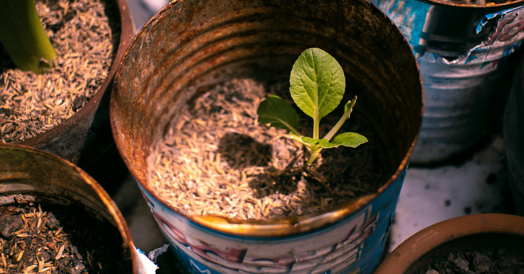 Small green plant growing in metal can